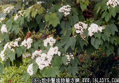 桐油根(中药材植物名:木油)(植物科目:大戟科)