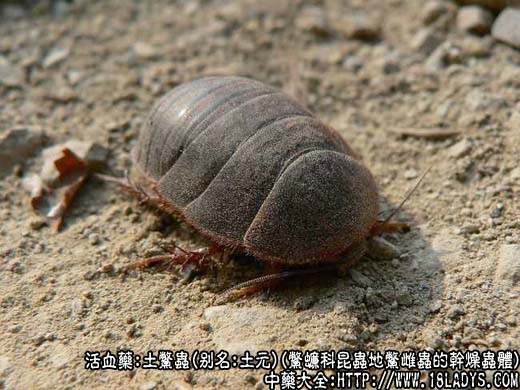 土鳖虫图片_土鳖虫的功效与作用