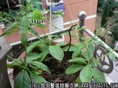 土人参(中药材植物名:金钱豹)(植物科目:桔梗科)