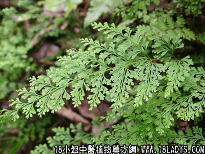 金花草(中药材植物名:乌韭)(植物科目:林蕨科)