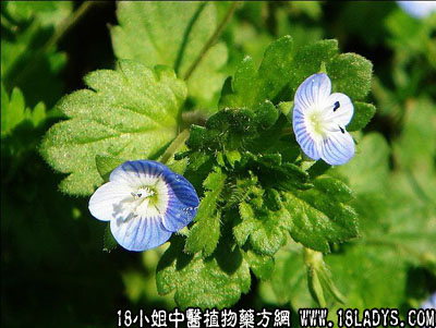 雾水葛(中药材植物名:雾水葛)(植物科目:荨麻科)