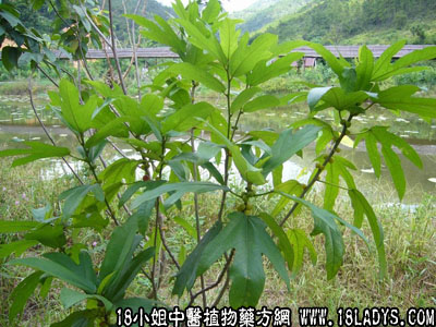 五爪龙(中药材植物名:粗叶五爪龙)(植物科目:桑科)