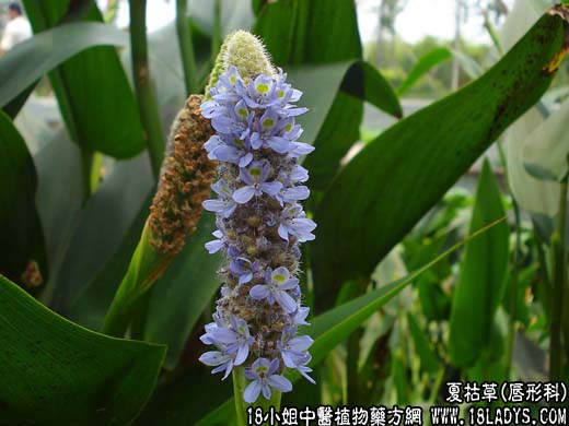 中药大全：夏枯草