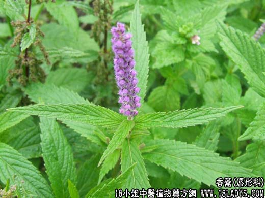 中药大全：香薷