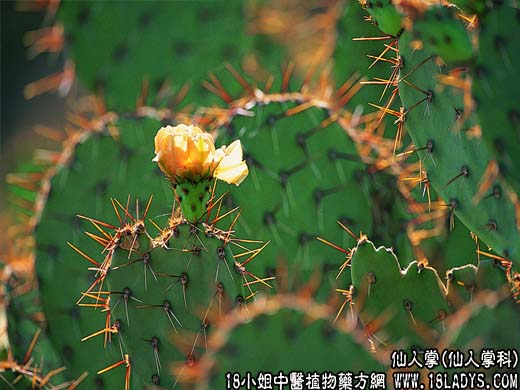 仙人掌(仙巴掌)【仙人掌科】