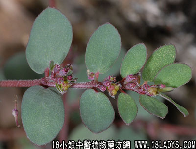 小飞扬(中药材植物名:千根草)(植物科目:大戟科)