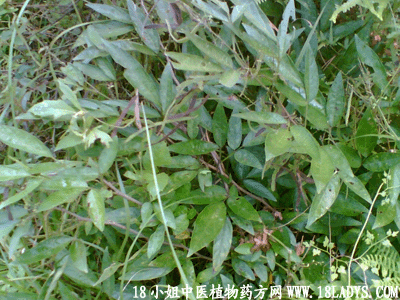 三把苓(中药材植物名:小槐花)(植物科:蝶形科)