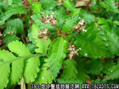 小还魂(中药材植物名:裹篱樵)(植物科目:爵床科)