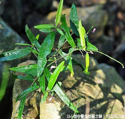 细金不换(中药材植物名:小花远志)(植物科目:远志科)