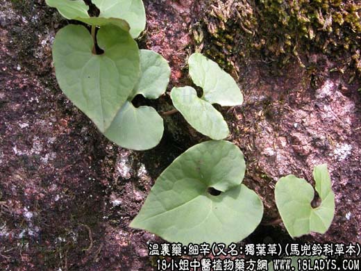 细辛图片