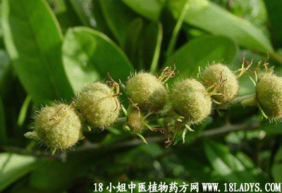 细叶双眼龙(中药材植物名:毛果巴豆)(植物科目