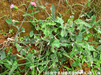 羊蹄草(中药材植物名:一点红)(植物科目:菊科)