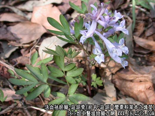 延胡索(罂粟科草本之块茎)_延胡索的功效与作用