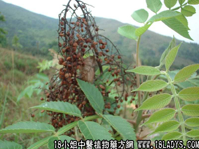 盐霜柏(中药材植物名:滨盐肤木)(植物科目:漆树科)