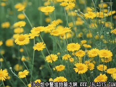 中药大全：野菊花