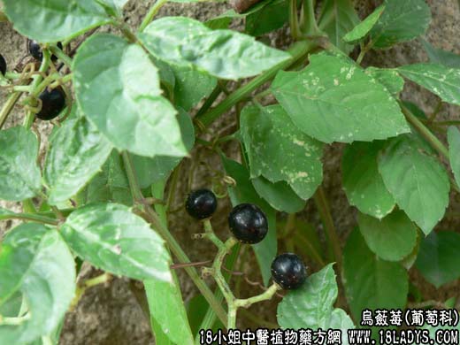 乌蔹莓(野葡萄)【葡萄科】