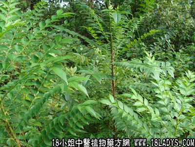 鹰不泊(中药材植物名:鹰不泊)(植物科目:芸香科)