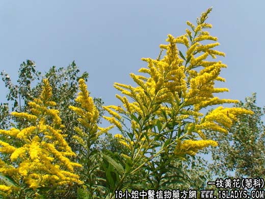 一枝黄花(土泽兰)【菊科】