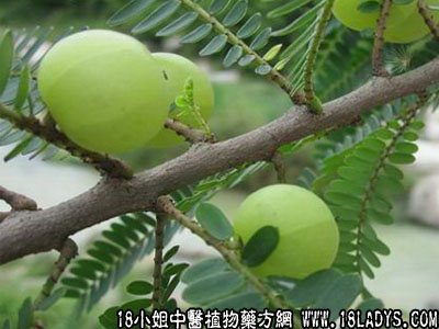油柑子(中药材植物名:余甘子)(植物科目:大戟科