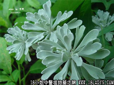 玉芙蓉(中草药名称:芙蓉菊)(中药大全科目:菊科)