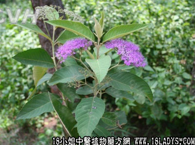 贼仔叶(中药材植物名:裸花紫珠)(植物科目:马鞭草科)