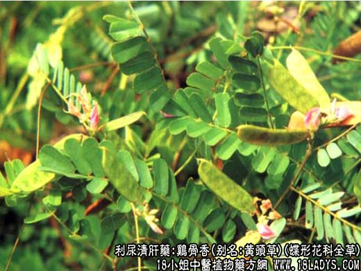 鸡骨草_鸡骨草的功效与作用_鸡骨草煲汤