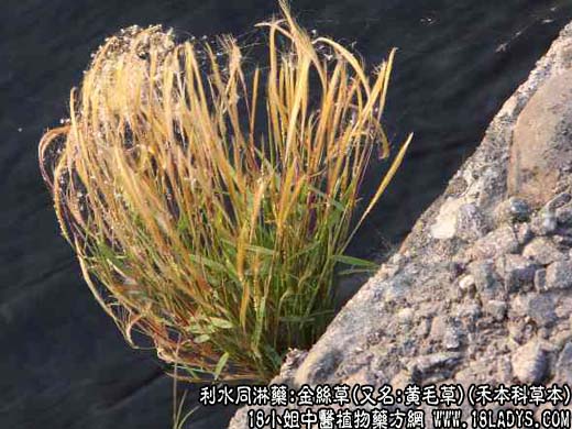 金丝草_中药金丝草_植物金丝草