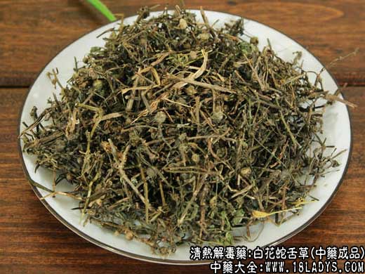 白花蛇舌草图片