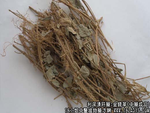 金钱草图片
