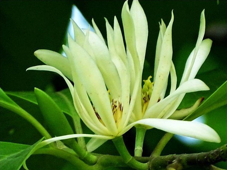白兰花