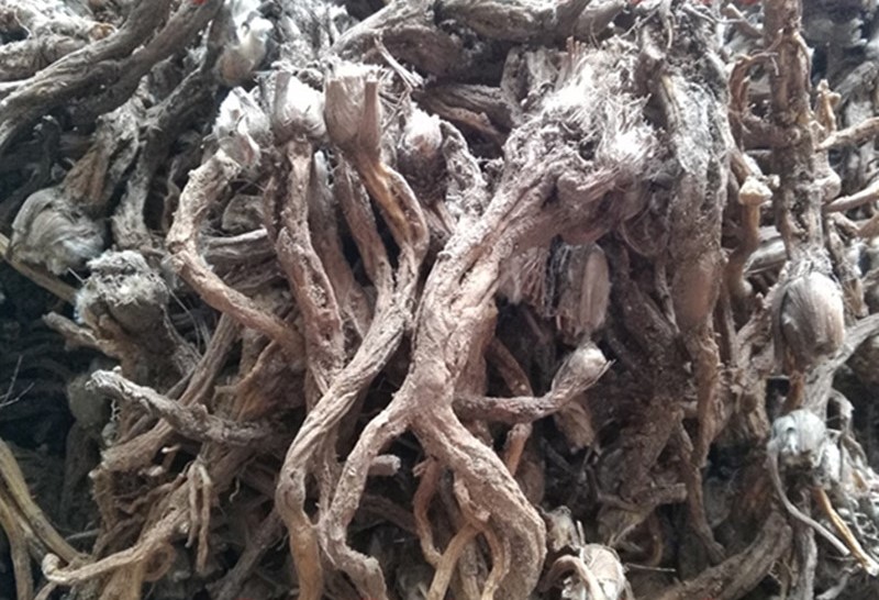 白头翁茎叶