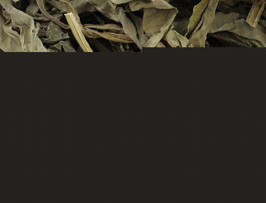 白叶火草