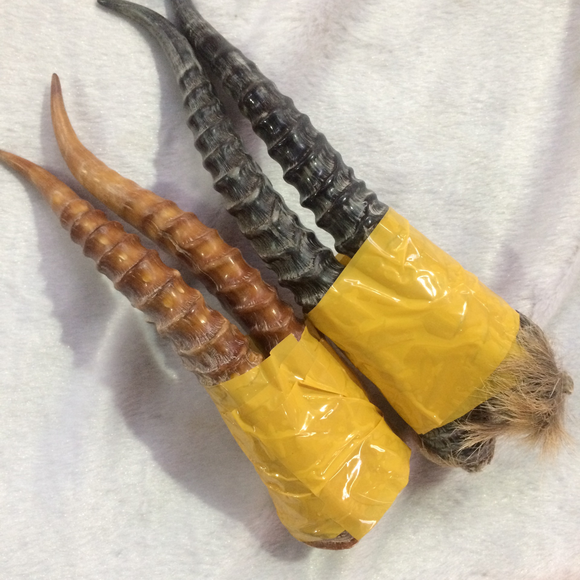 <b>领羊角</b>