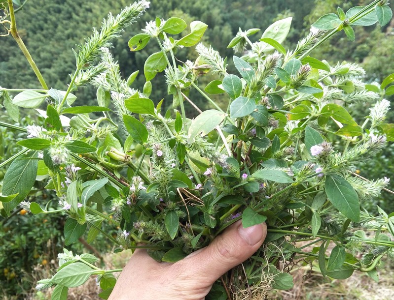 <b>孩儿草</b>