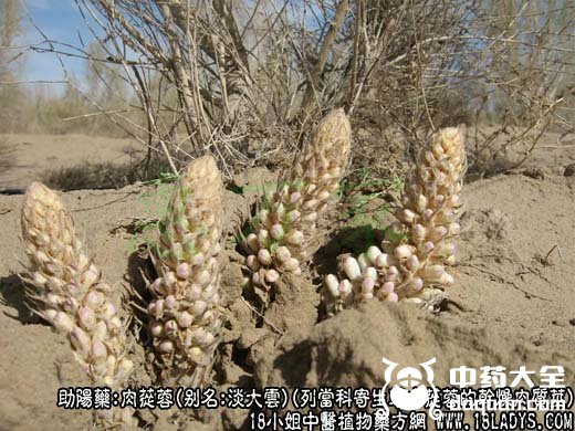 肉苁蓉图片_肉苁蓉的功效与作用