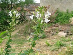 白花菜根