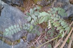白花灰毛槐树