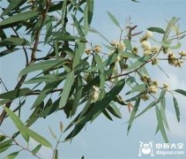 桉叶的功效与作用
