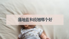 蒲地蓝和豉翘哪个好