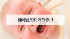 蒲地蓝的功效与作用