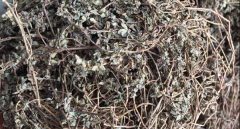 治疗湿疹的民间草药，8种农村治湿疹的草药