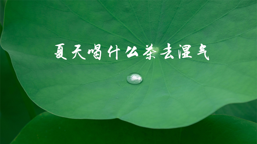 夏天喝什么茶去湿气，祛湿茶的正确饮用方法