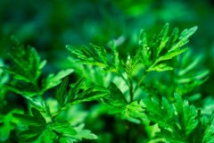 益母草和艾草哪个暖宫好，暖贴益母草还是艾草
