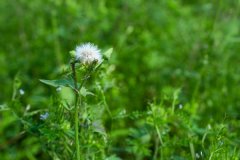 蒲公英能治幽门螺杆菌吗，丁香茶能治幽门螺旋