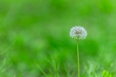 孕妇能吃蒲公英吗，孕妇可以喝蒲公英泡水吗