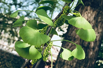 银杏花泡水喝的功效与作用