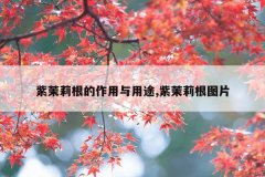 紫茉莉根的作用与用途,紫茉莉根图片