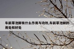 车前草泡脚有什么作用与功效,车前草泡脚的用处