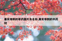 果实带刺的草药图片及名称,果实带刺的中药材