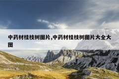 中药材桂枝树图片,中药材桂枝树图片大全大图